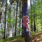 Bosque de Oma: el pinar pintado por Ibarrola donde el arte se funde con la naturaleza