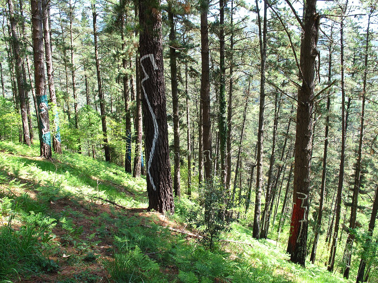 Sendero entre los pinos pintados del Bosque de Oma