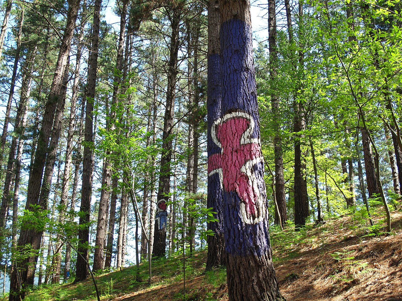 Troncos pintados del Bosque de Oma