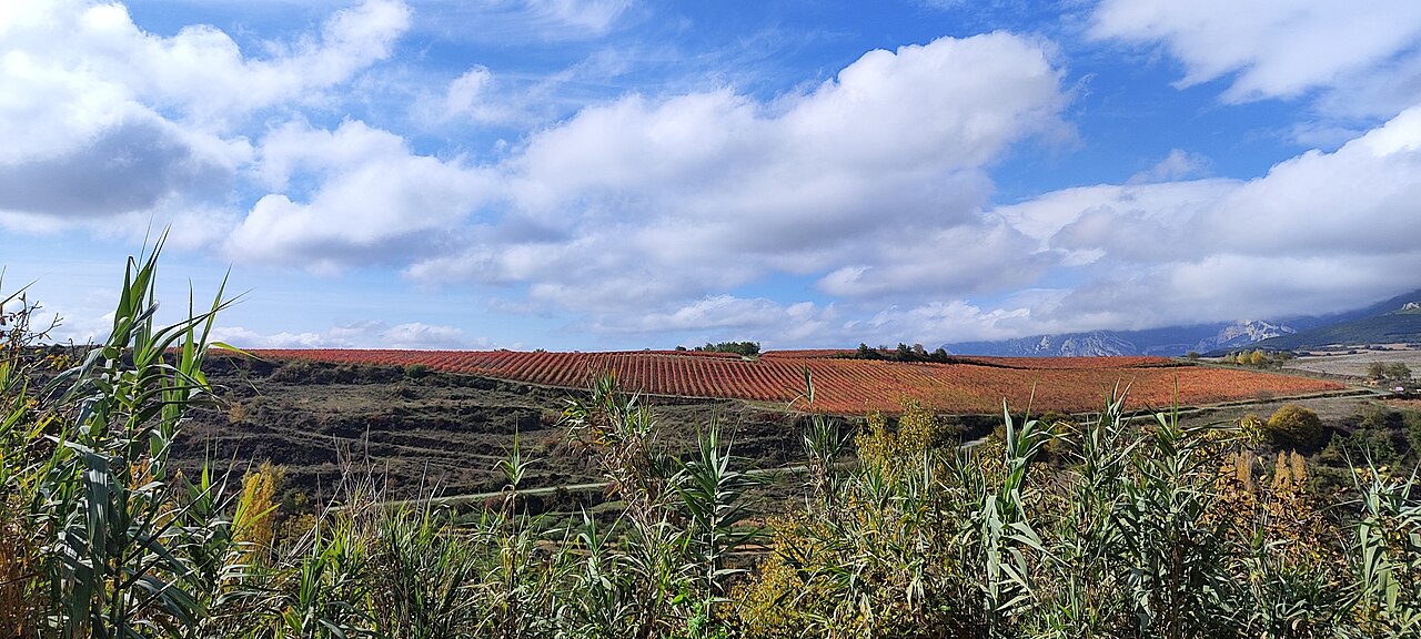 Viñedos de la Rioja Alavesa con la sierra al fondo