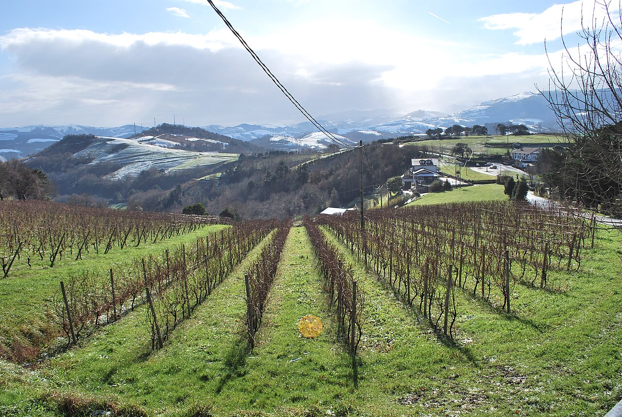 Viñedos de txakoli en la costa vasca