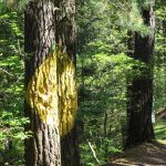 El Bosque de Oma: cuando un pintor convirtió un pinar en un museo