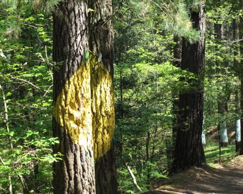 El Bosque de Oma: cuando un pintor convirtió un pinar en un museo