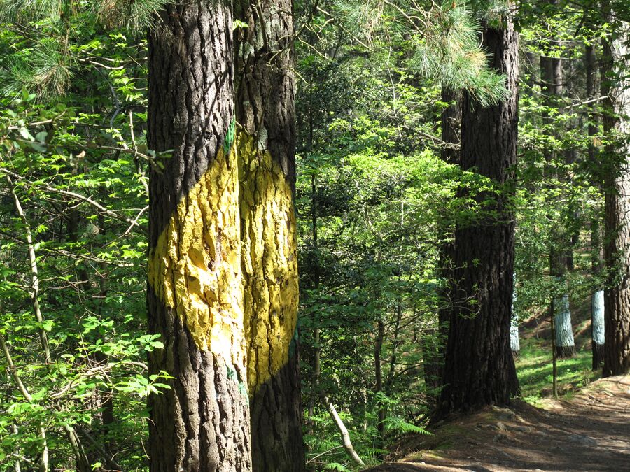 Figuras pintadas en los troncos del Bosque de Oma