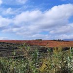 La Rioja Alavesa: viñedos, vino y pueblos medievales entre el Ebro y la sierra