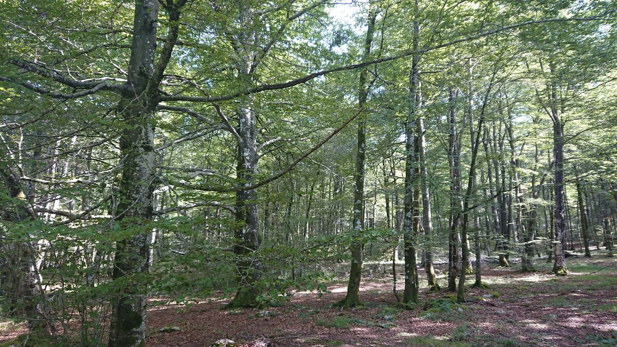 Hayedo del Monumento Natural de Monte Santiago, en Burgos