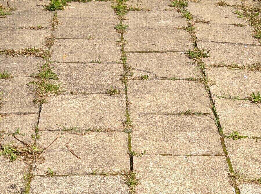 Baldosas de acera agrietadas, desniveladas y con hierba creciendo entre las juntas